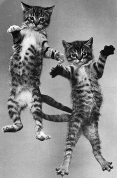 4ec116519d0c59f04011ddc37af2d60c--ninja-cats-smile.jpg