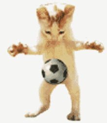 cat-ball.gif