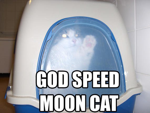 moon_cat22.jpg