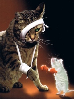 cat_and_mouse_fight.jpg
