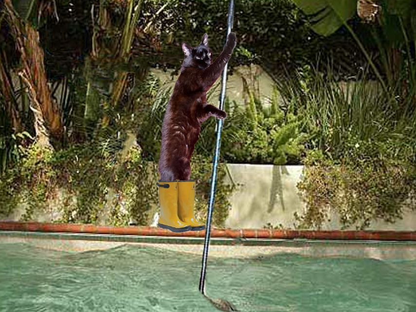 Poolboycat.jpg