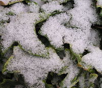 snow+ivy.jpg