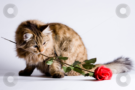 cutcaster-photo-100018226-Young-cat-for-Valentine.jpg