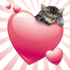 valentine-kitten-cute-kittens-10282800-300-300.jpg
