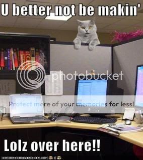 funny-pictures-boss-cat-office-cubi.jpg