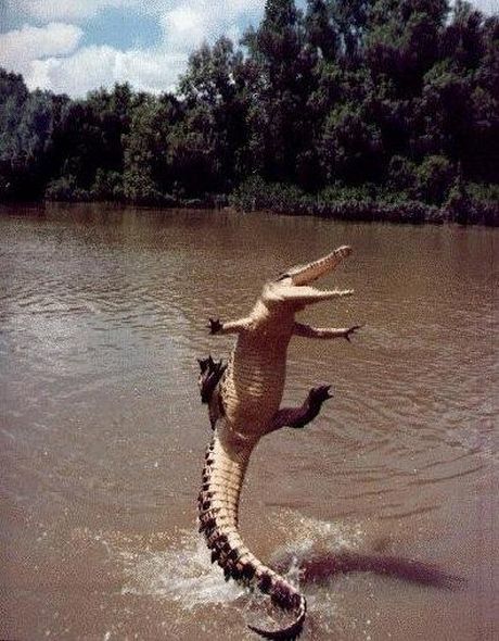 ExcitedCroc.jpg