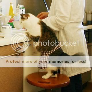 Cookingwithkitty.jpg