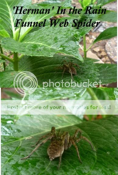 HermanSpiderInRain.jpg