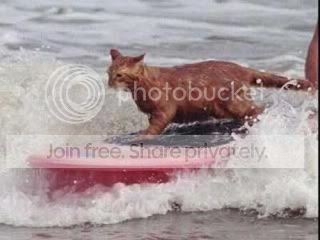 surfing-cat-6407.jpg