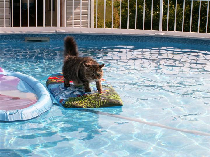 surfing_cat3.jpg