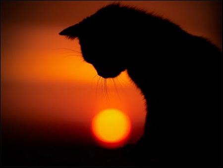 cat-sunset.jpg