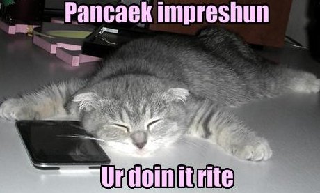 cat_pancake_impression.jpg