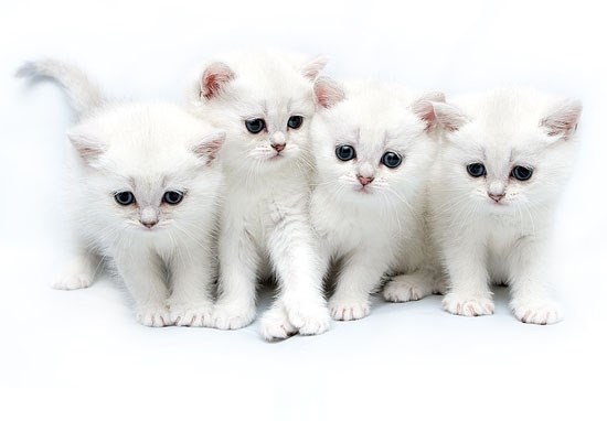 4-white-kitties.jpg