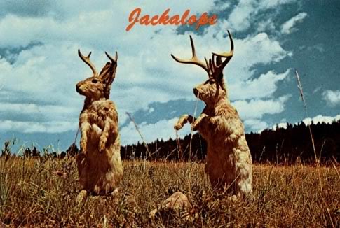 jackalope-1.jpg