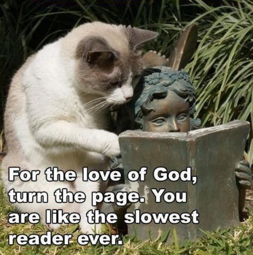 impatient-reader-cat.jpg
