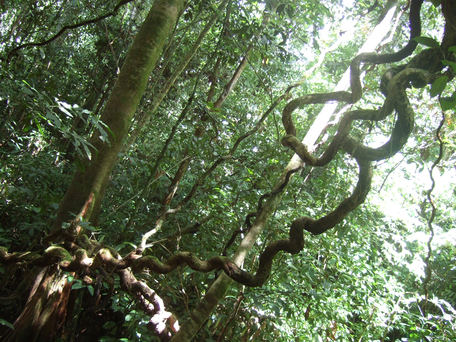 jungle_vines_by_faith_giver.jpg