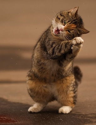 Cat_Dance_6.jpg