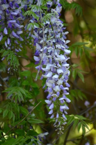 wisteria-small.jpg