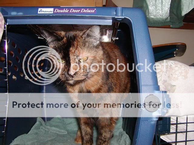 Ketchie.jpg