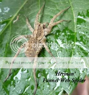 HermanSpider.jpg