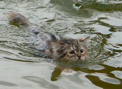 Swimming%2Bcat.jpg