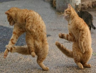 Cats%2520Dancing.jpg