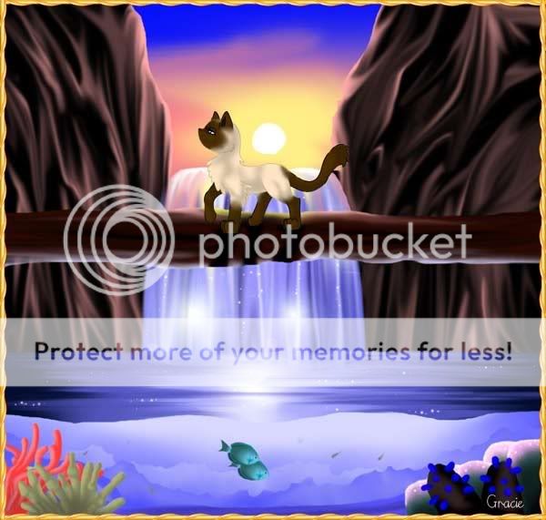 Siamese-Cat-Waterfall-big.jpg