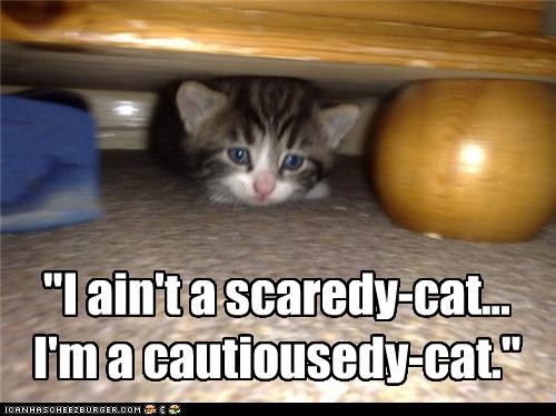 cautiousedycat.jpg