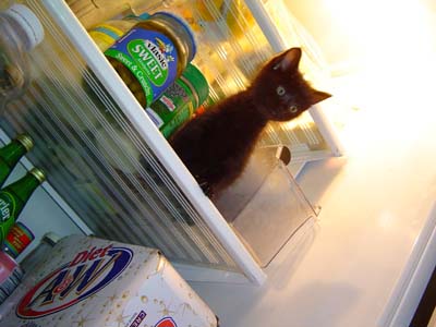 cat-in-fridge.jpg