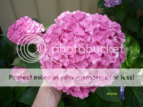HydrangeaBigPink22Jun.jpg