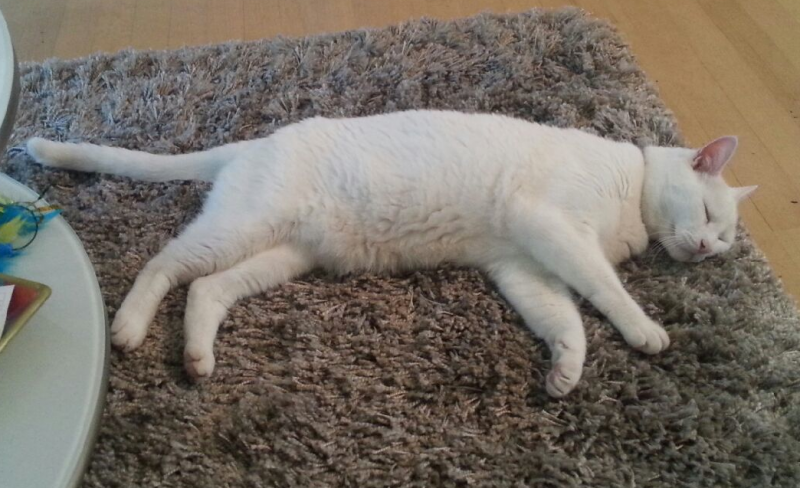 untitled-6-copy-png.17227