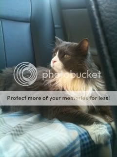 Jan52012-Rocketbackfromvet.jpg