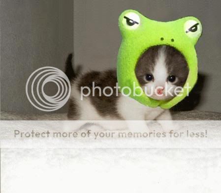 cat-frog-hat.jpg