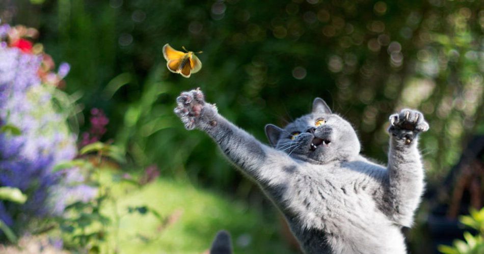 cat-chasing-butterfly-e1539689602320.jpg