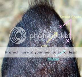 ear_web1_zps0bf45a17.jpg