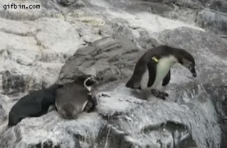 2fe8b45228fa0d159daf7c66c6f89880.gif