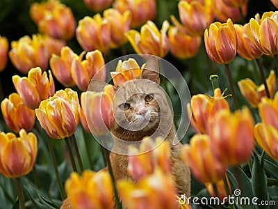 cat-tulips-5996705.jpg