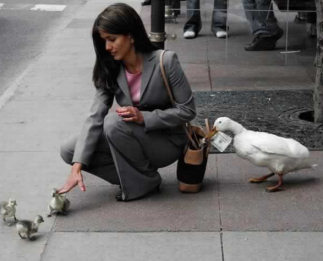 duck_pickpocket.jpg
