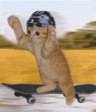 CAT_skateboard.gif