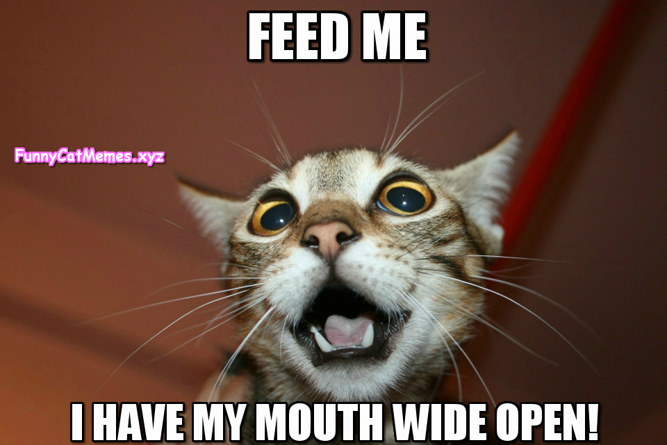 Feed-Me-Funny-Cat-Memes.jpg