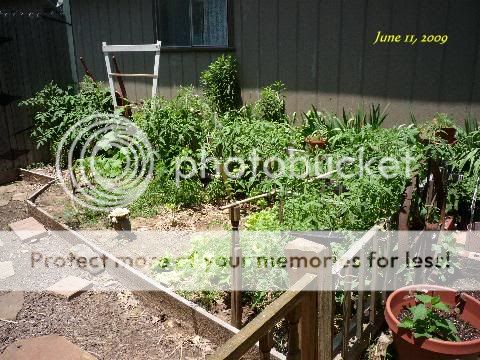 Garden11Jun09a.jpg