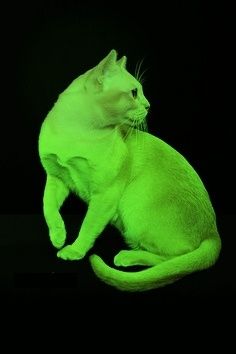 9955235597d92e521dfa6b6de8e2e299--neon-cat-neon-green.jpg
