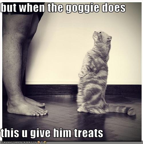 funny-pictures-cat-expects-treats.jpg