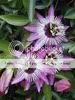 passionflower.jpg