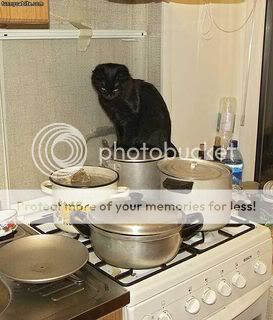Cookingwithkitty2.jpg