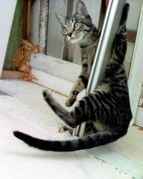 a685556acad68c3bbb9718602b8f3ca4--pole-art-pole-fitness.jpg
