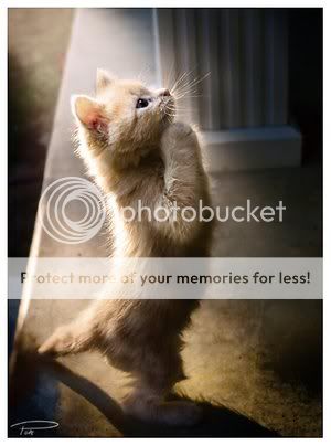 Prayingkitty.jpg