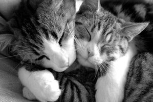 linux_uby_calin2.jpg
