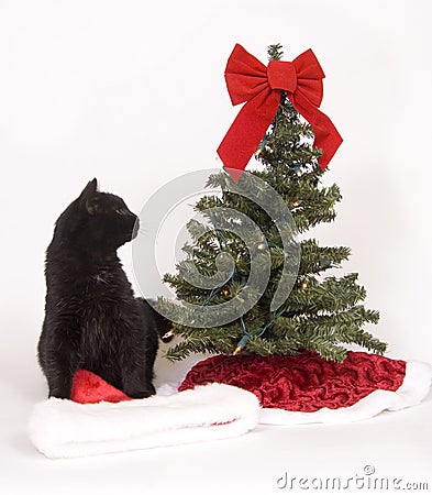 black-cat-looks-at-christmas-tree-thumb1545385.jpg