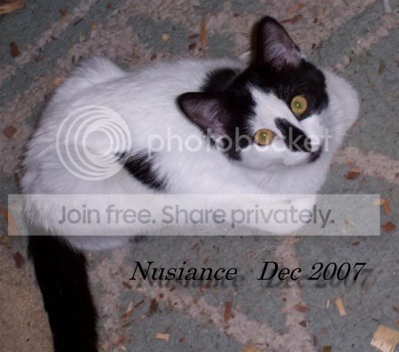 NusianceDec07.jpg